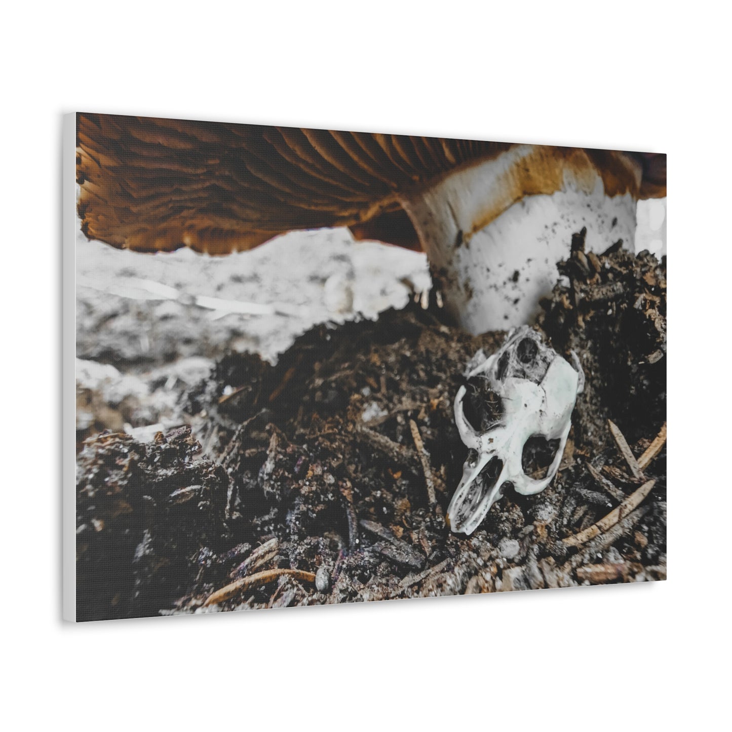 Mushroom Skull Canvas