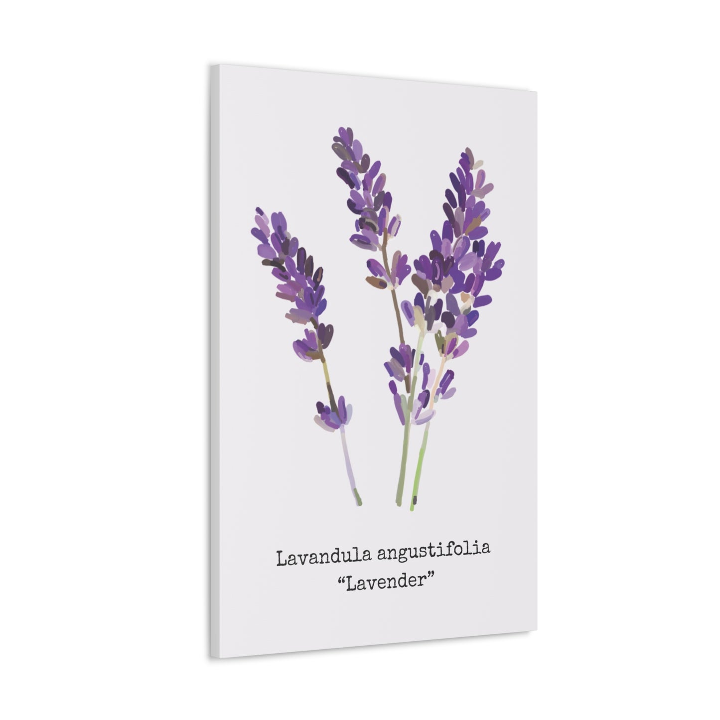 Lavender Canvas