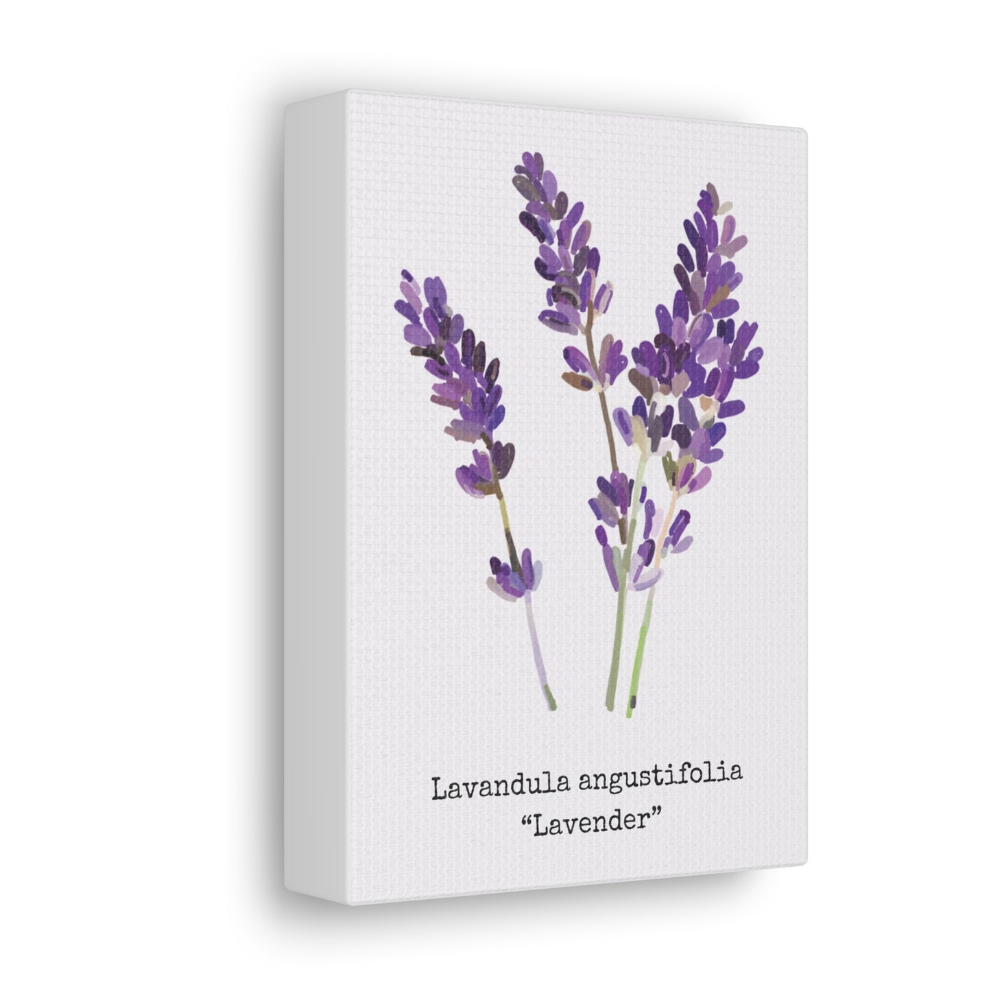 Lavender Canvas