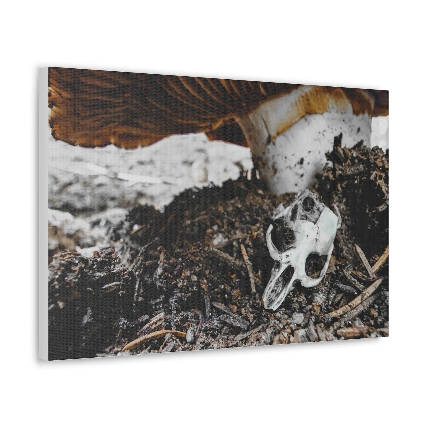 Mushroom Skull Canvas