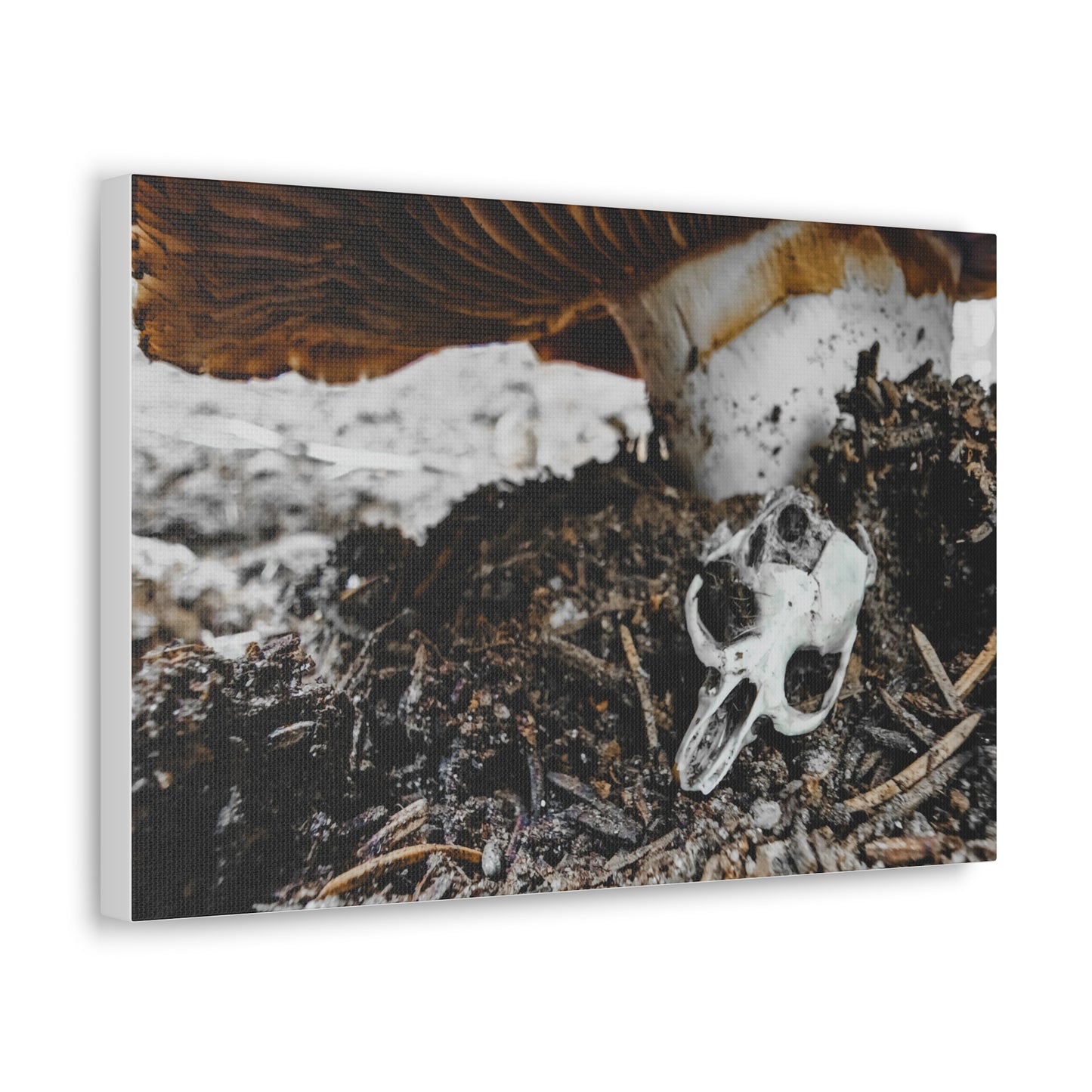 Mushroom Skull Canvas