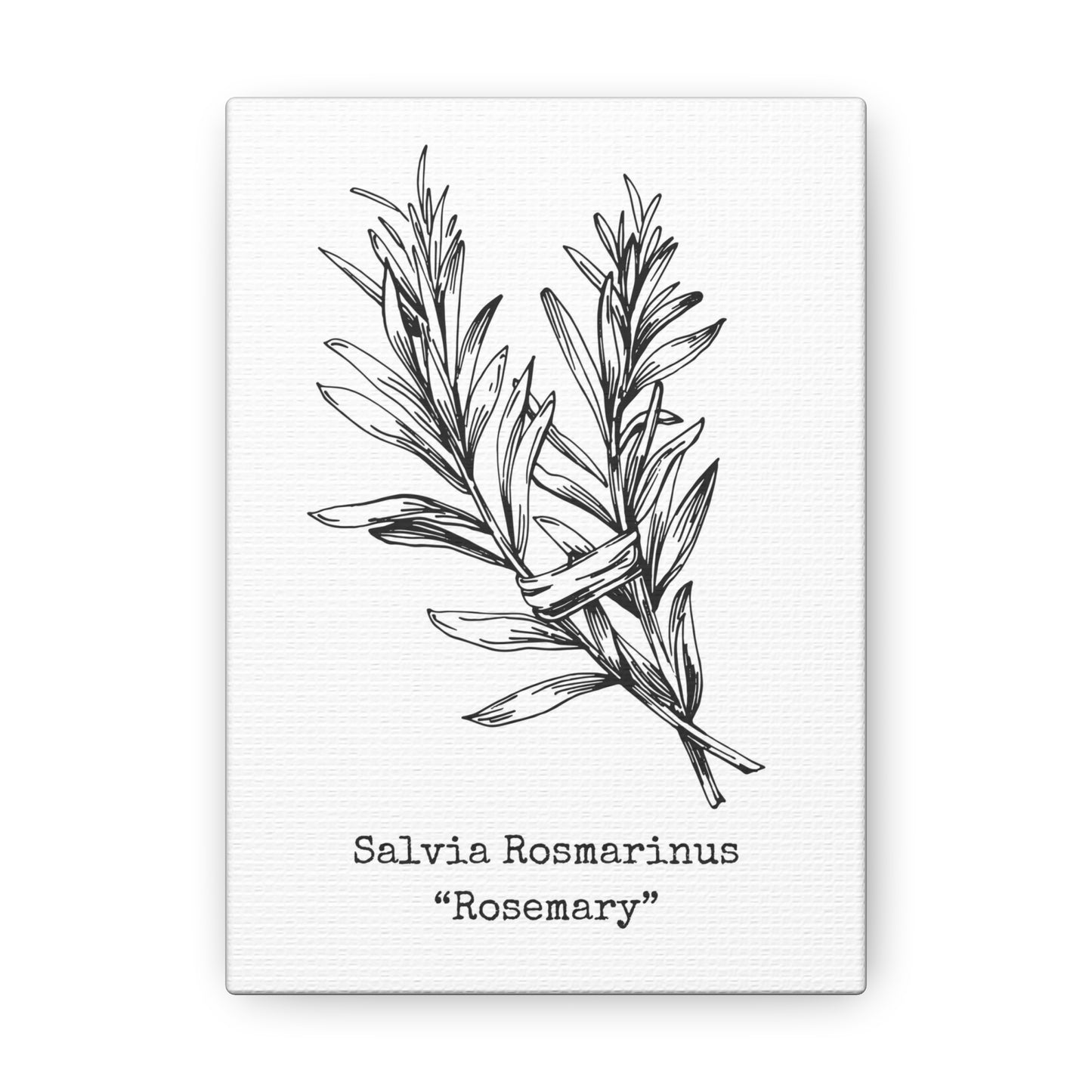 Rosemary Canvas