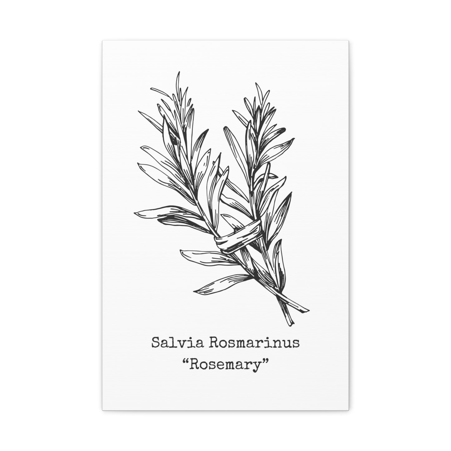 Rosemary Canvas