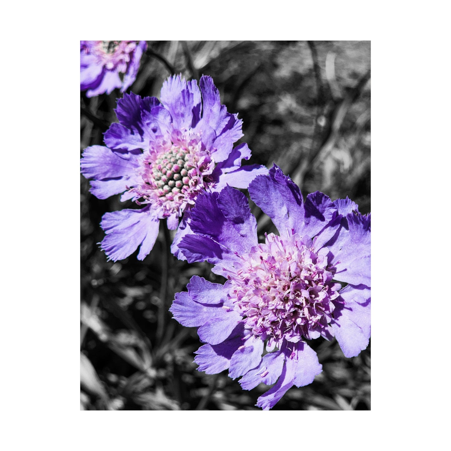 Purple Flower Art Print (frame not included)