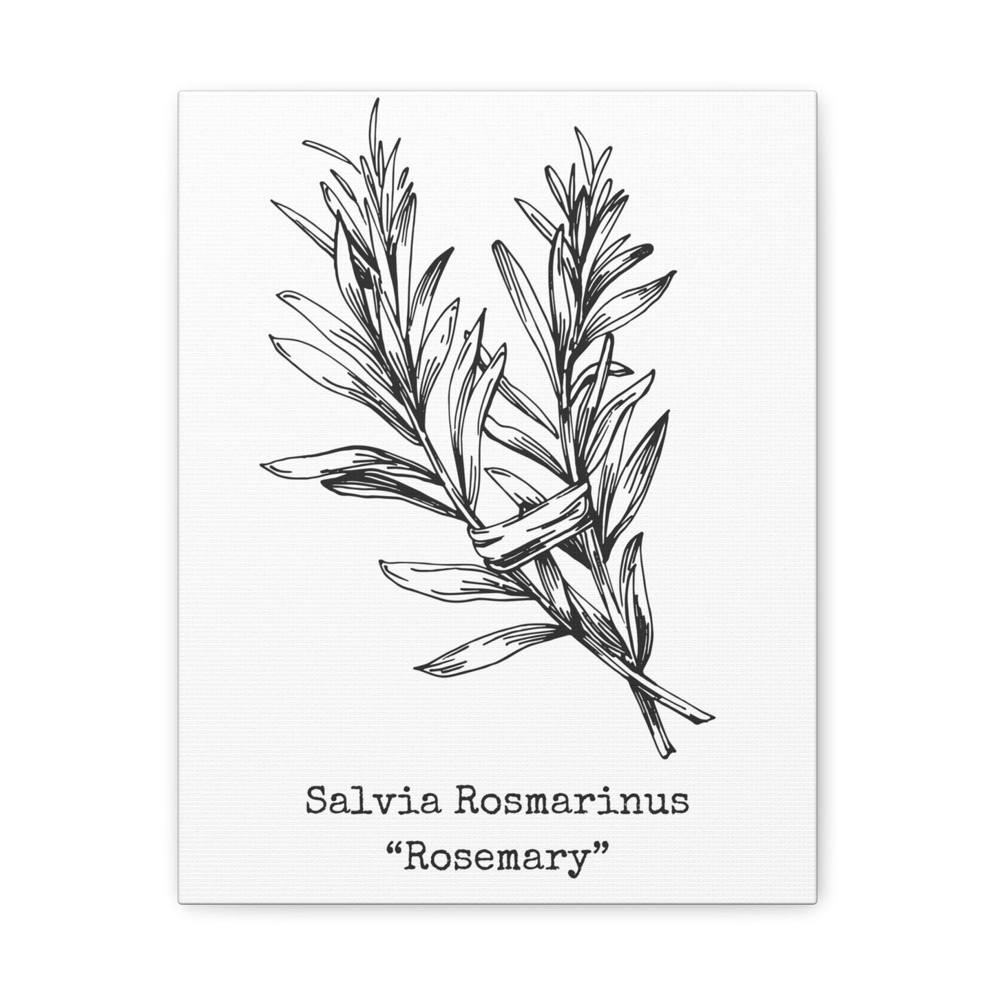 Rosemary Canvas