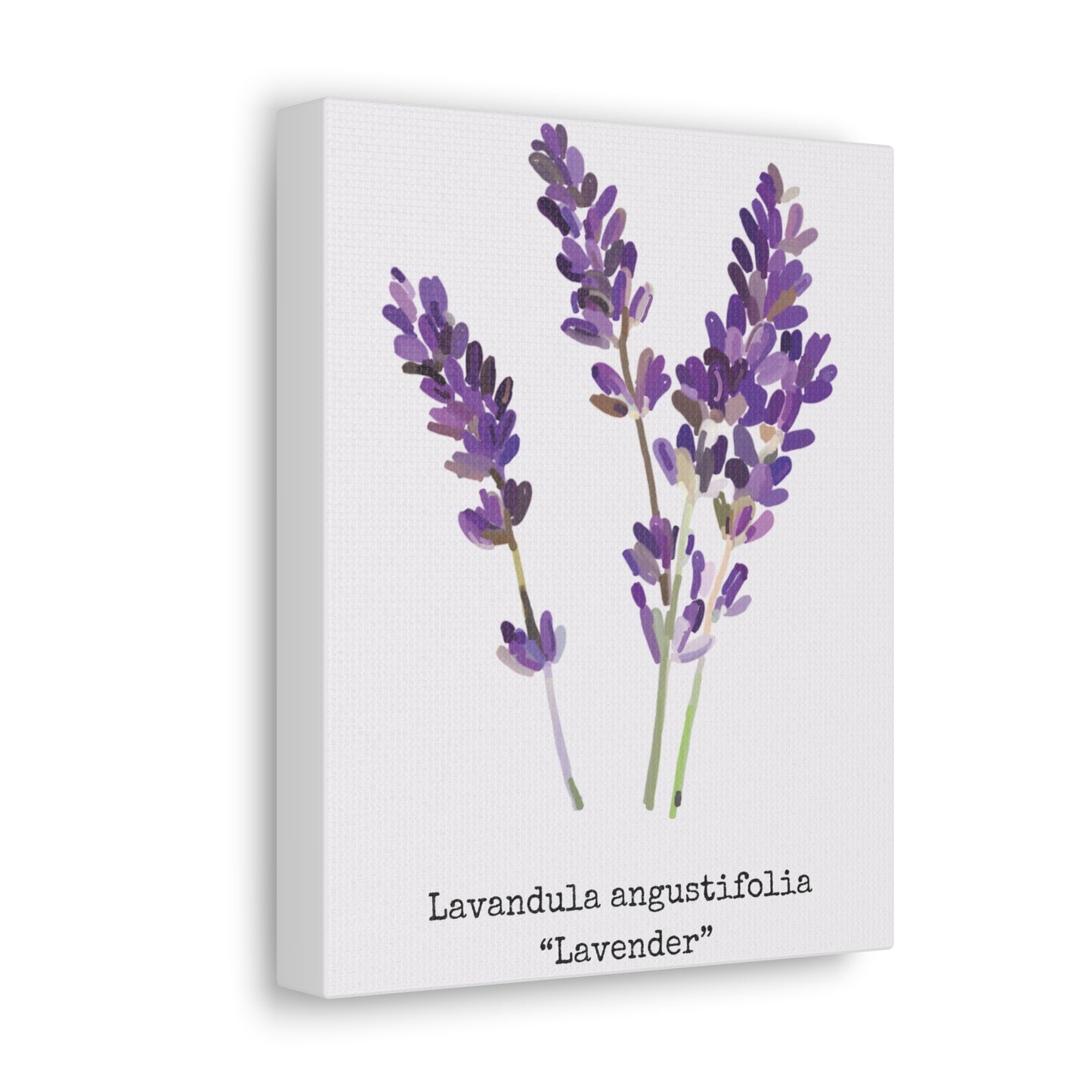 Lavender Canvas