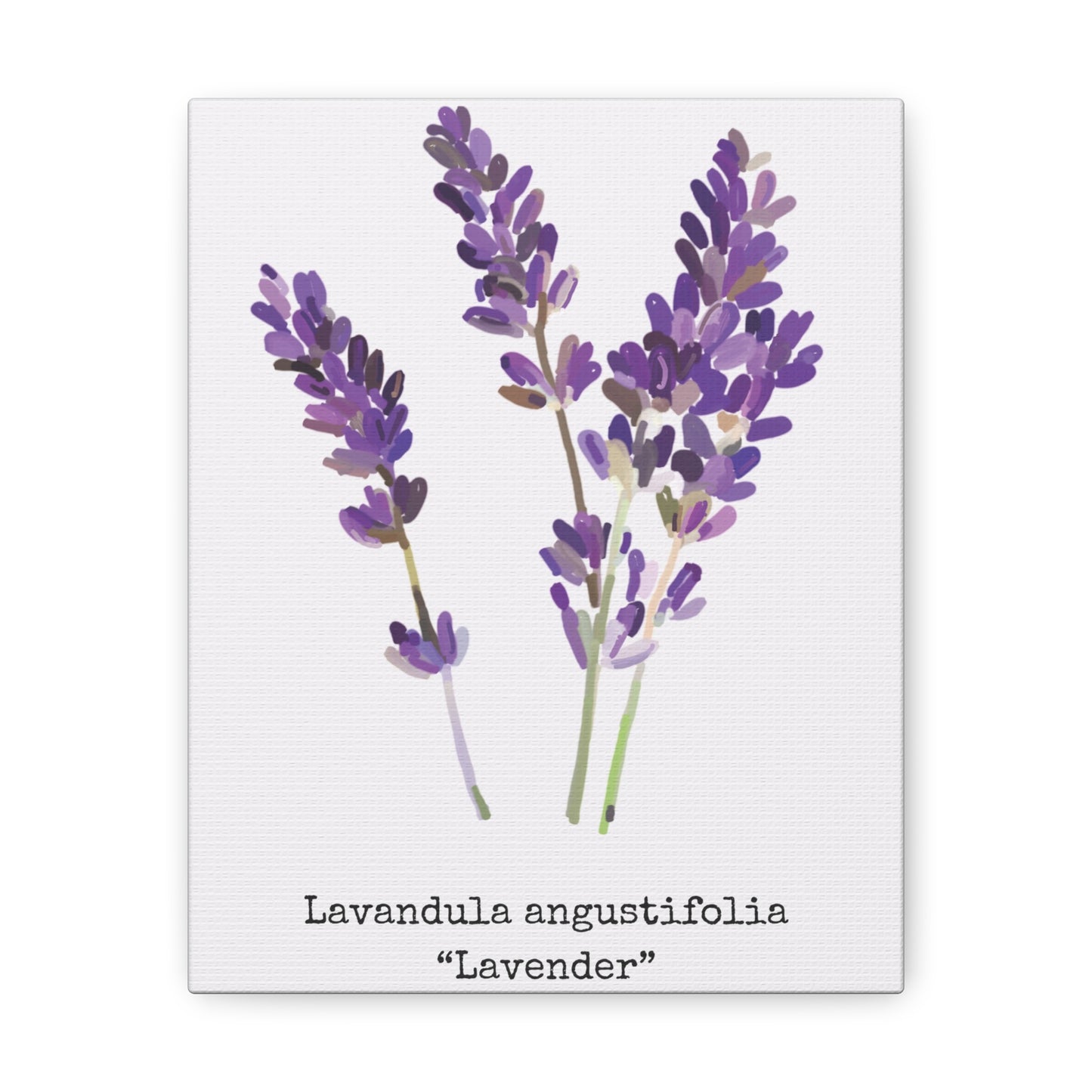 Lavender Canvas