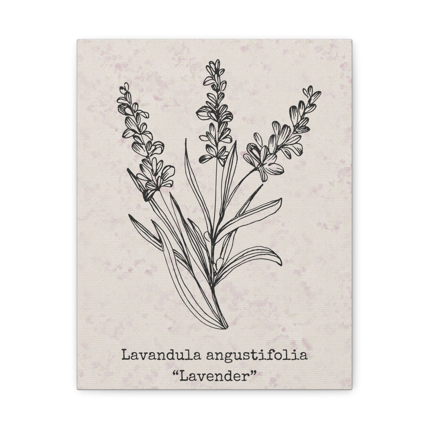 Lavender Canvas