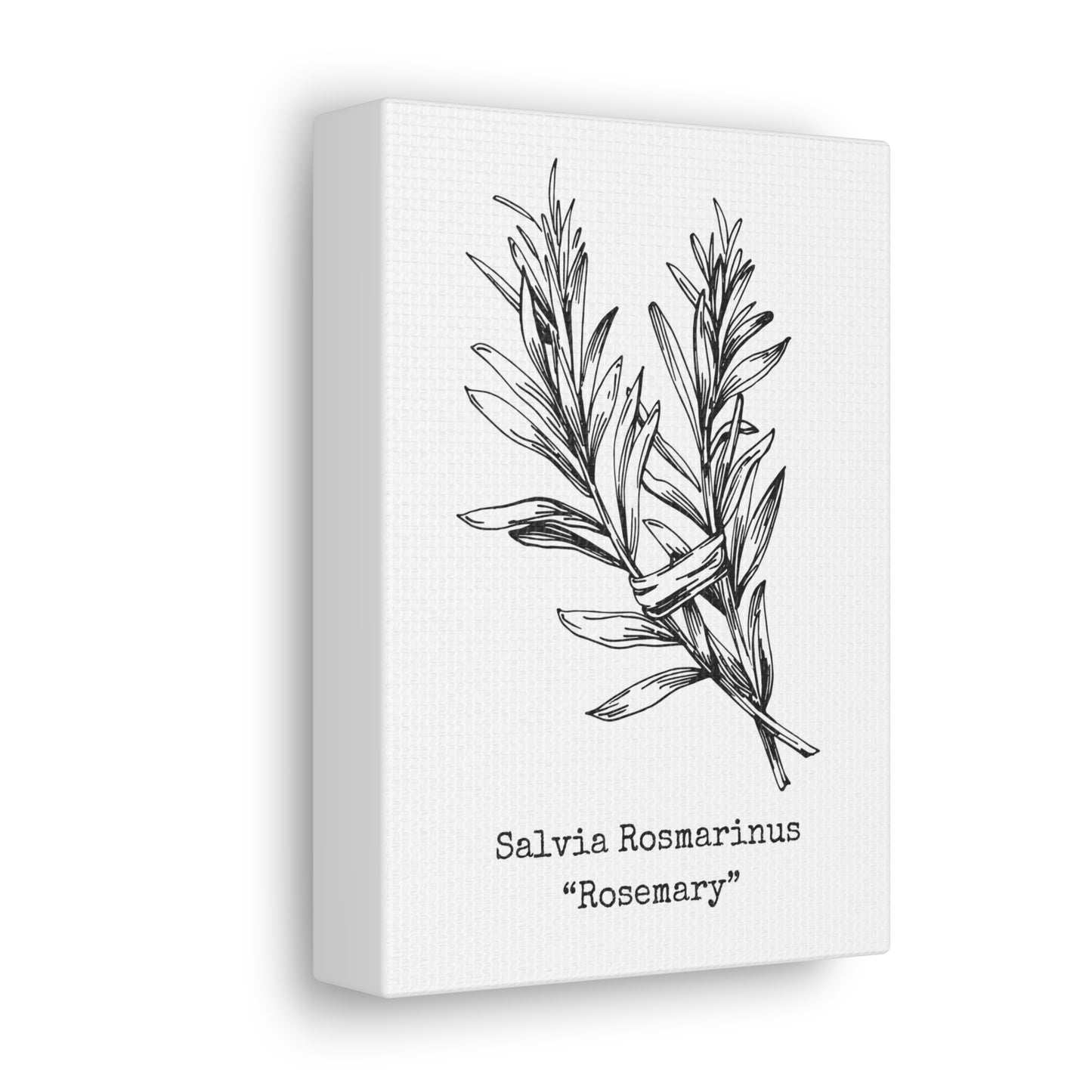 Rosemary Canvas