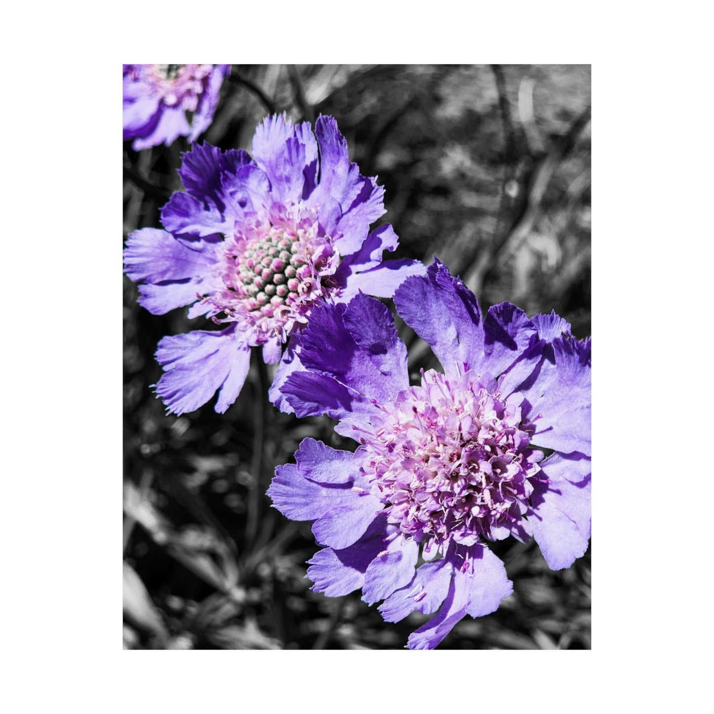 Purple Flower Art Print (frame not included)