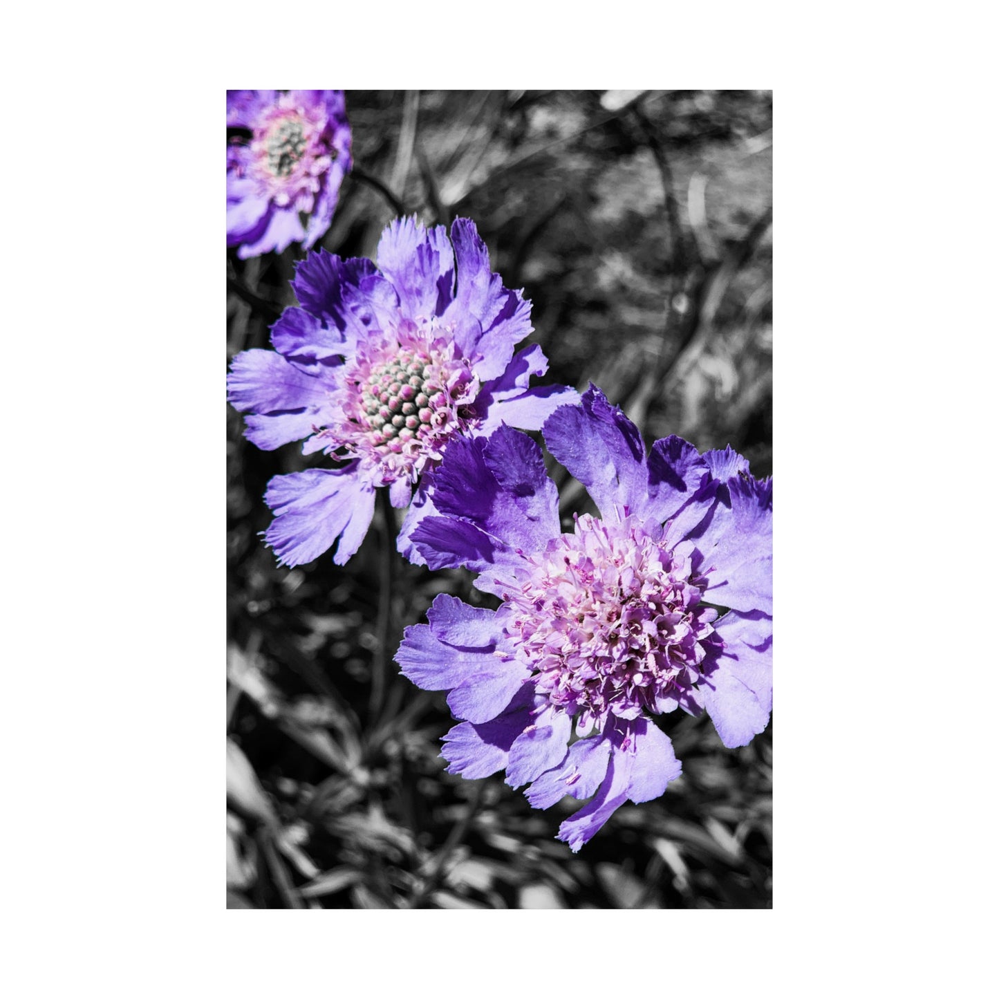 Purple Flower Art Print (frame not included)