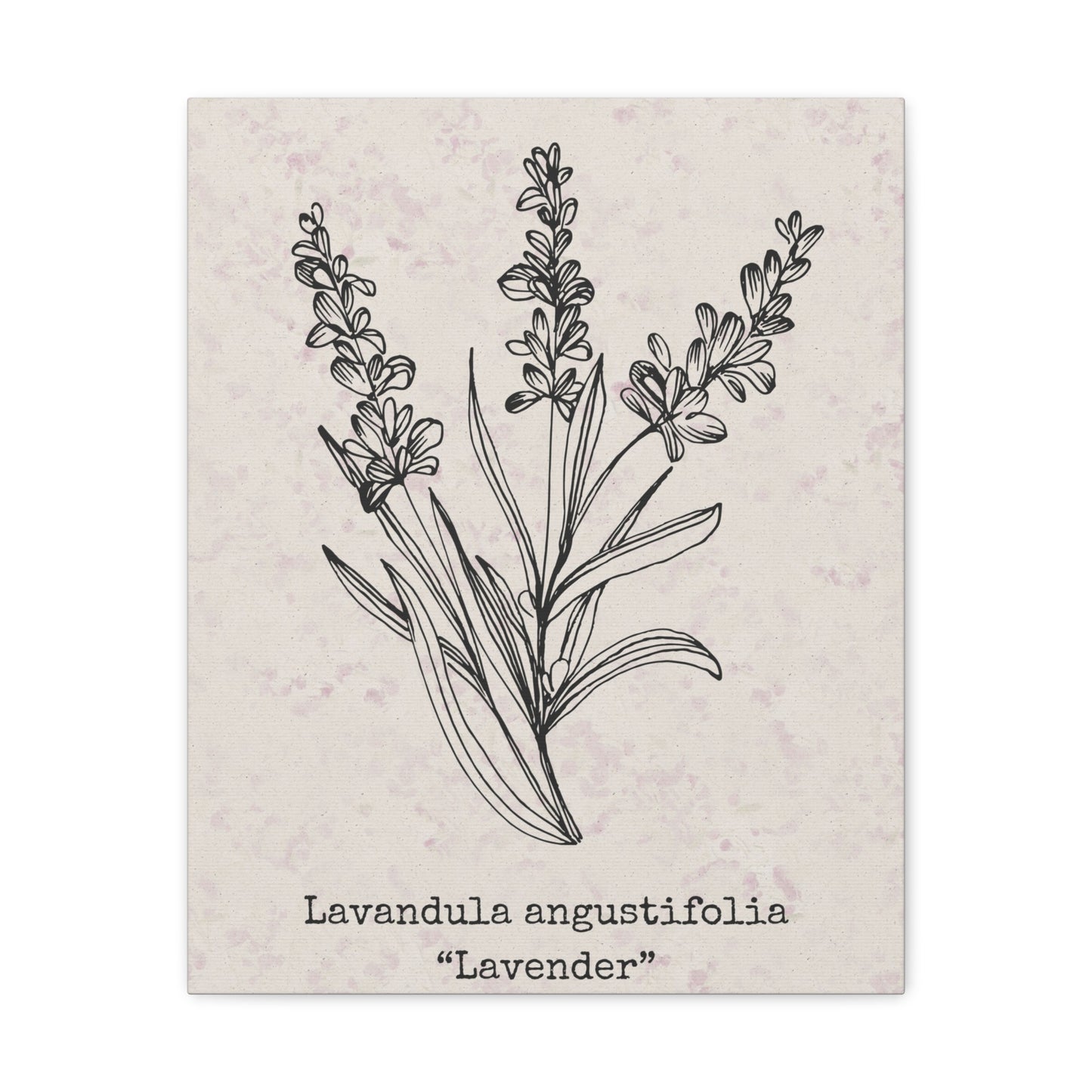 Lavender Canvas