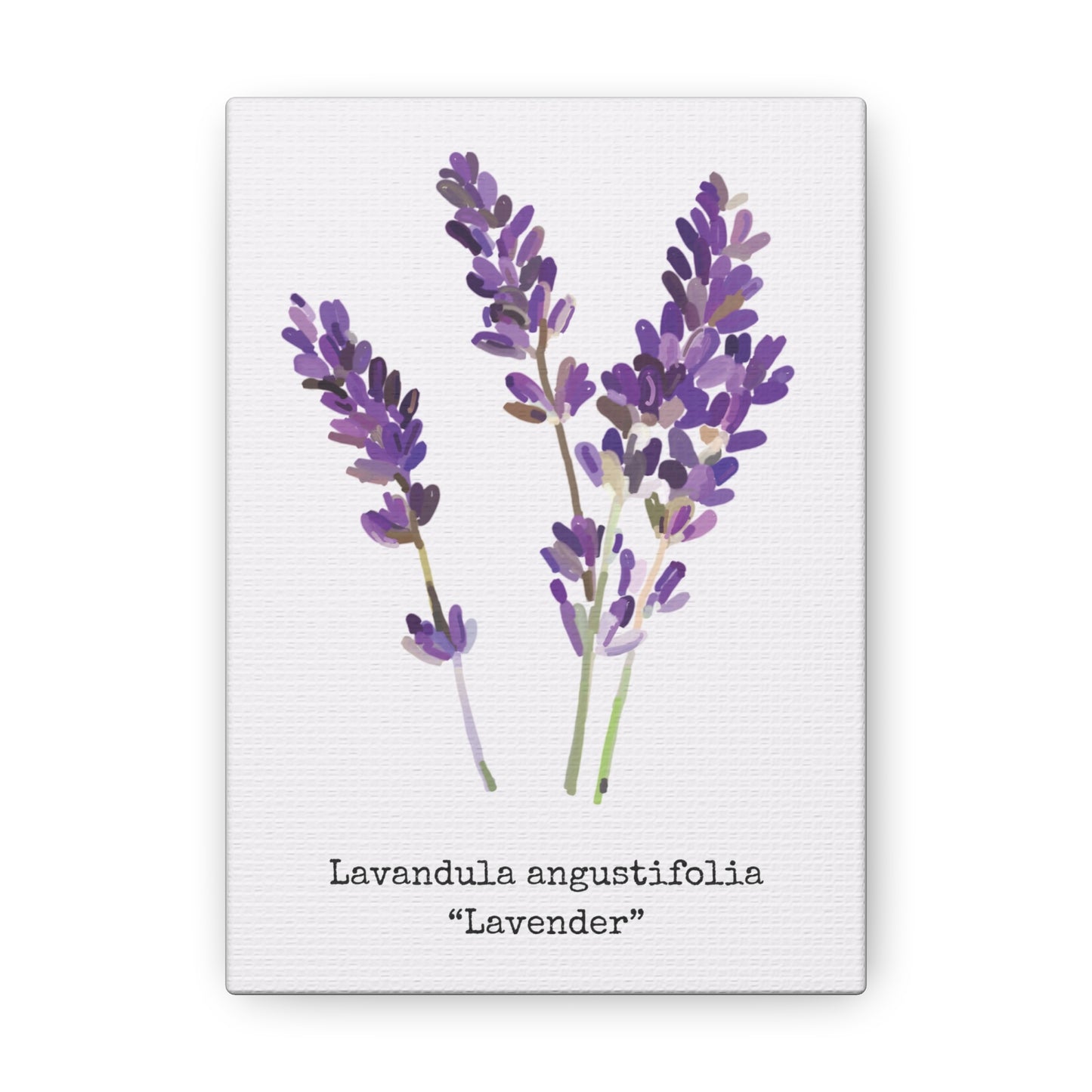 Lavender Canvas