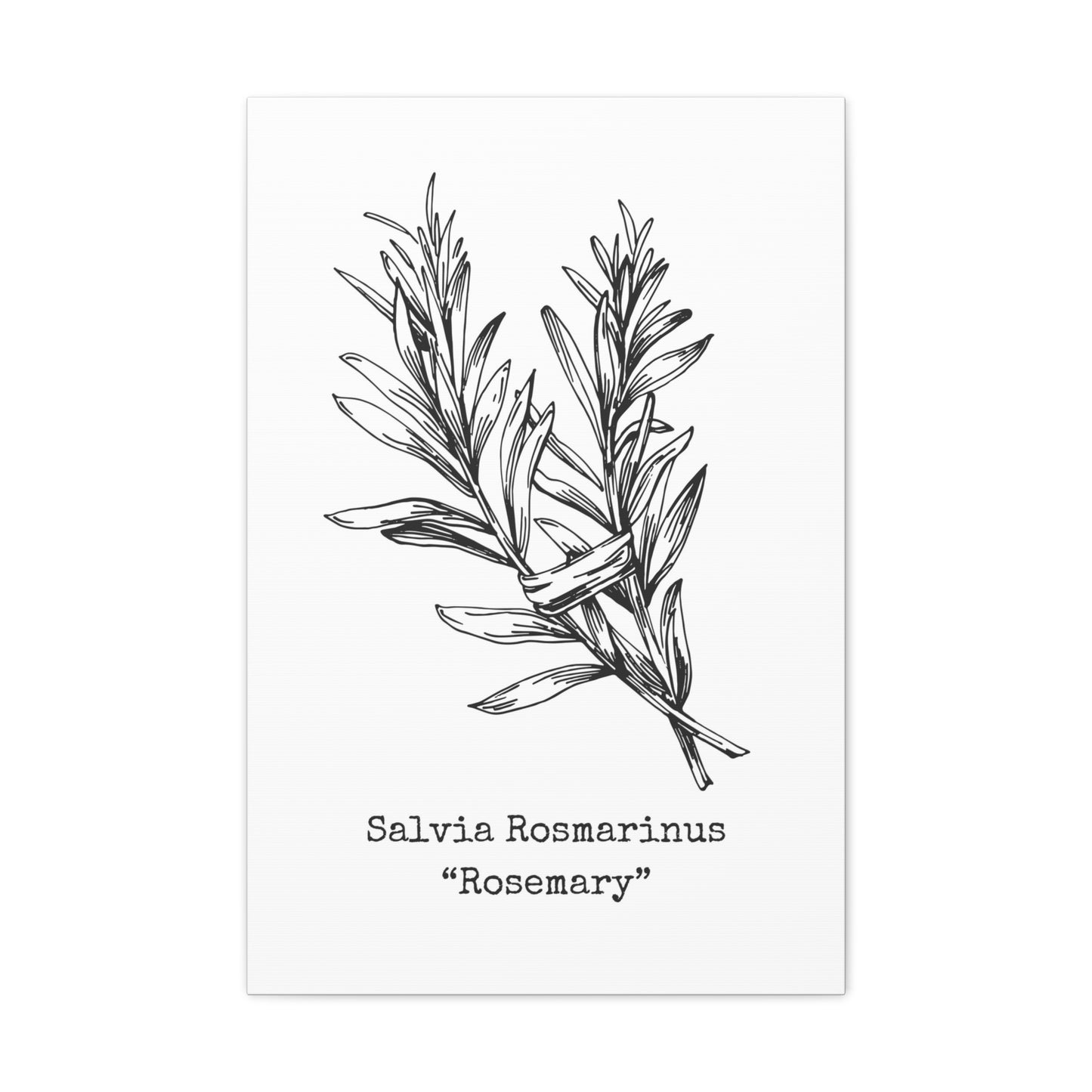 Rosemary Canvas