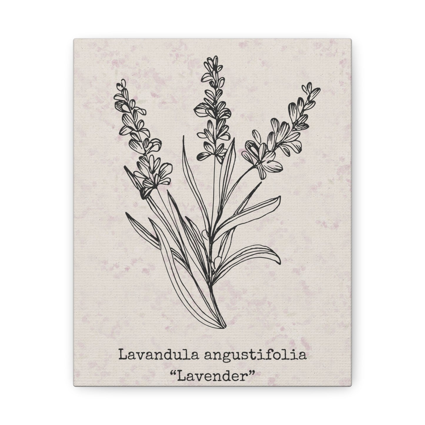 Lavender Canvas