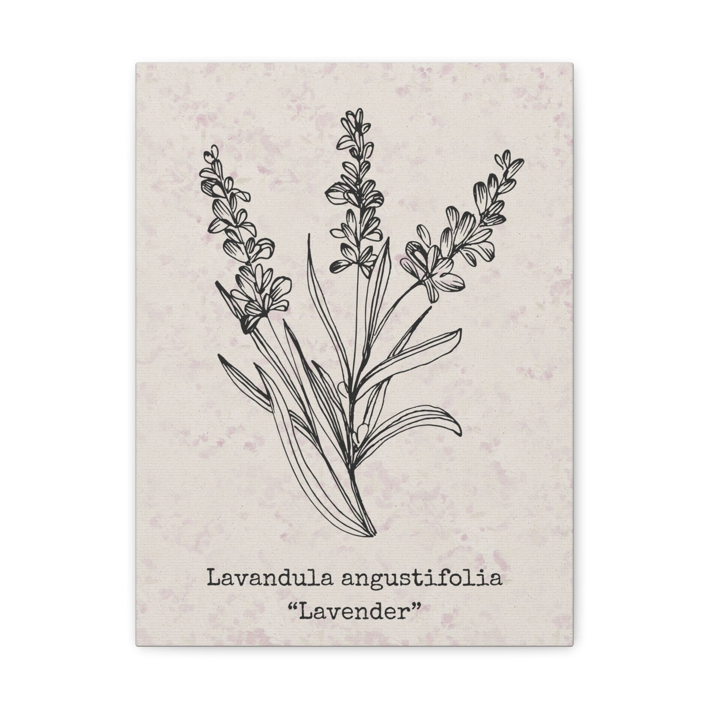 Lavender Canvas