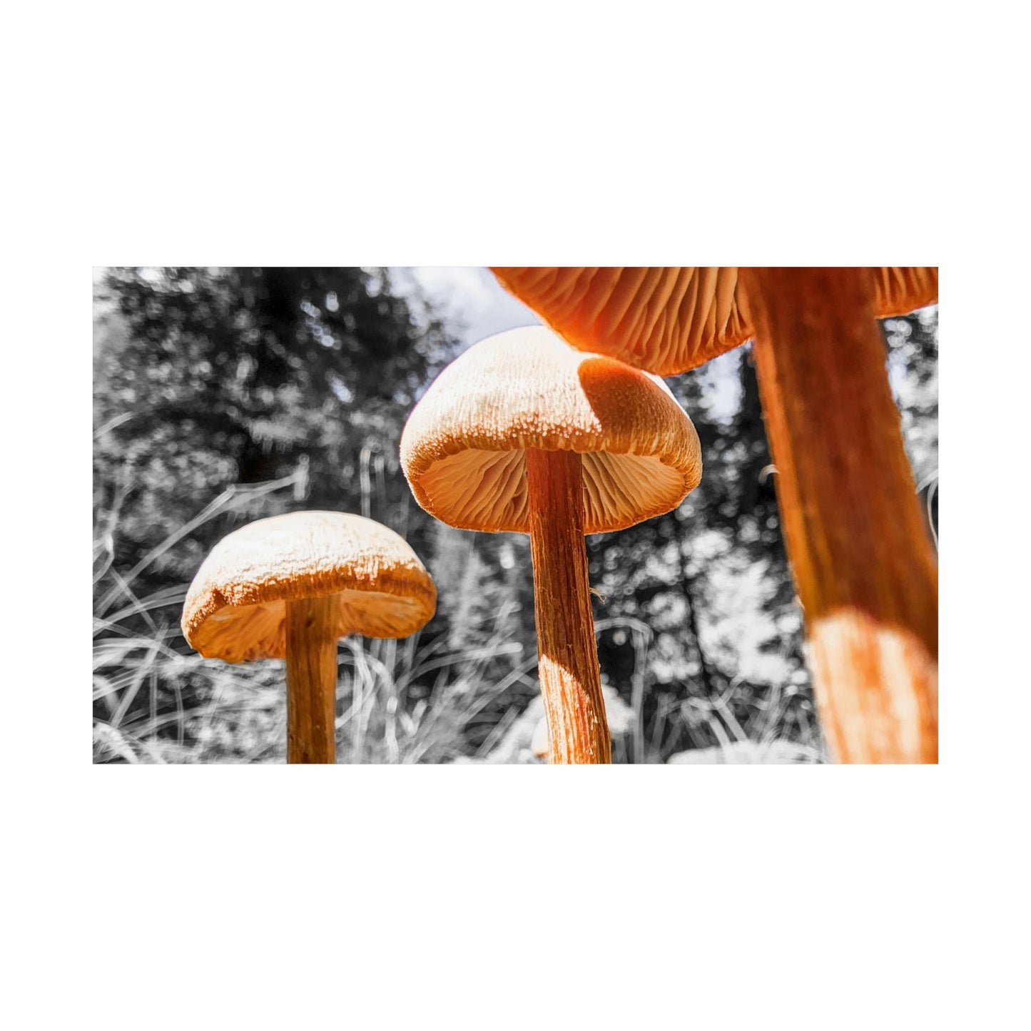 3 Wise Mushrooms (frame not included)