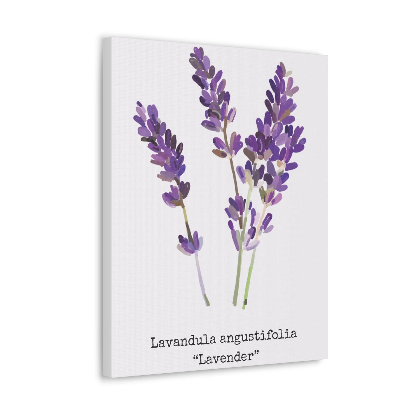 Lavender Canvas