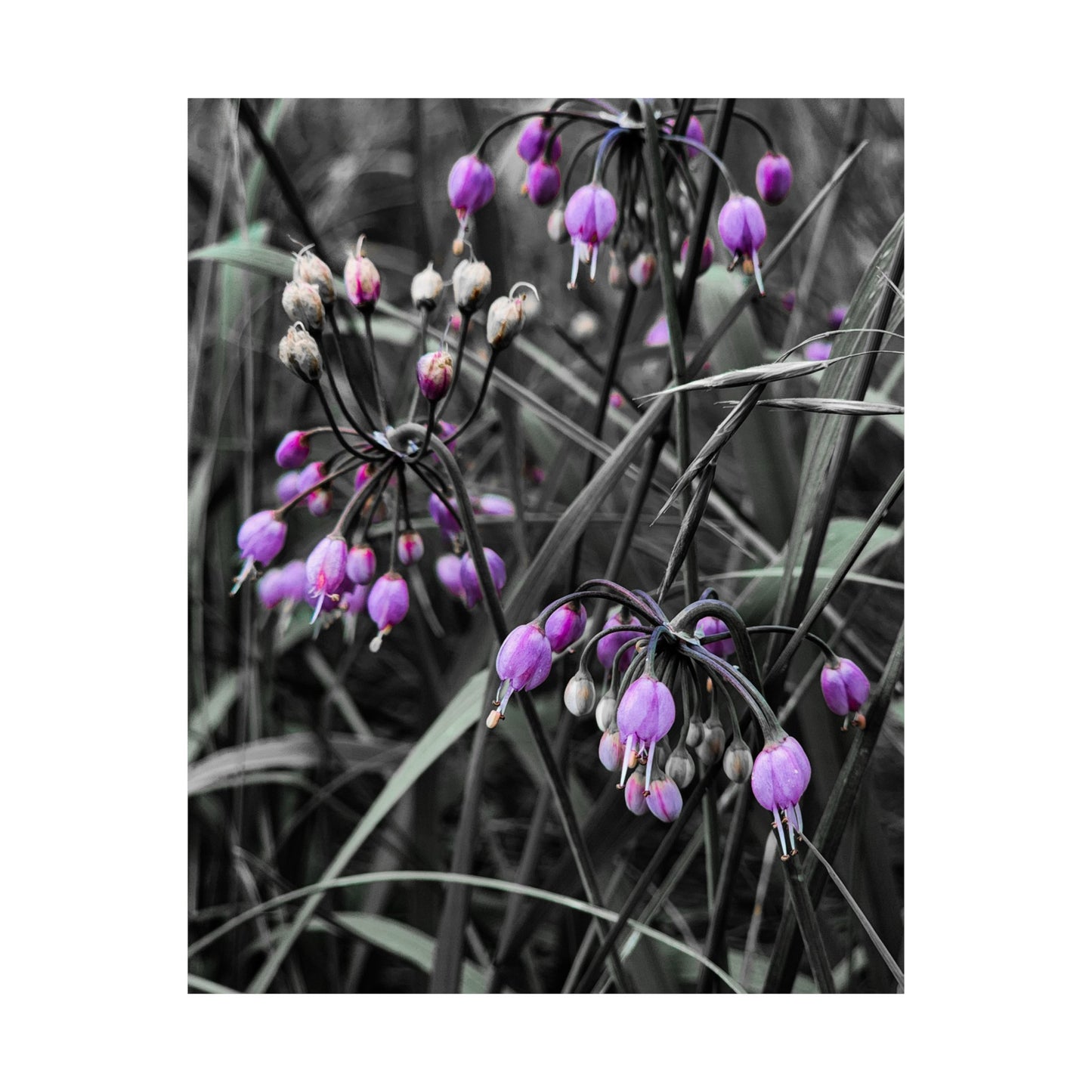 Black White Purple Flowers Art Print (frame not included)