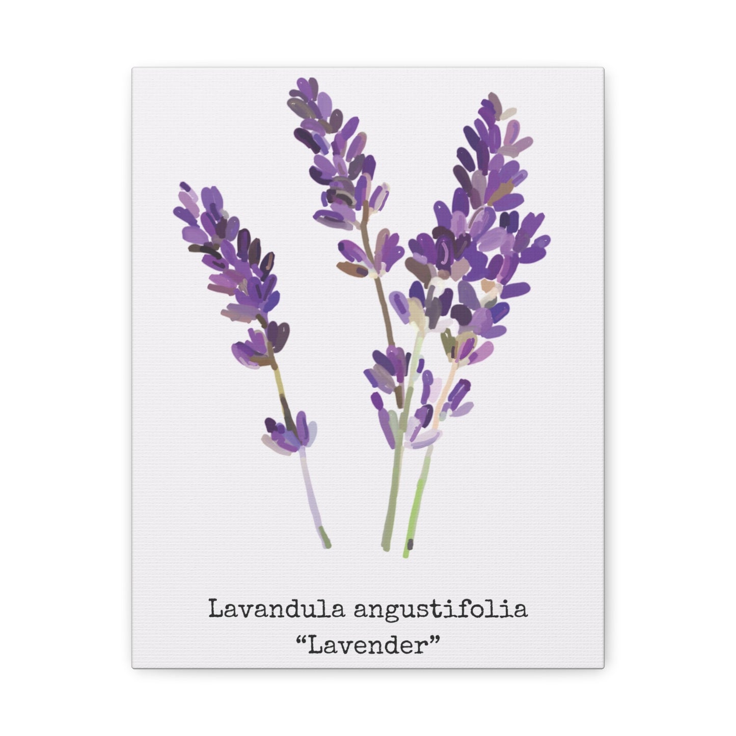 Lavender Canvas