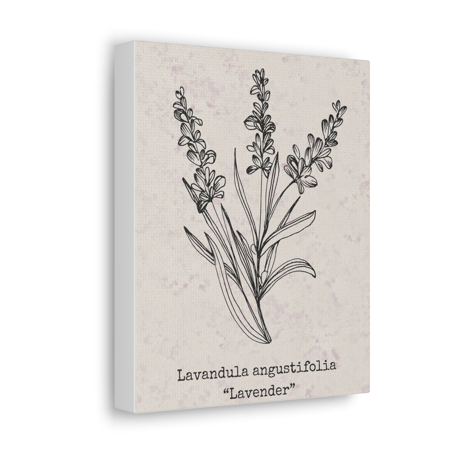 Lavender Canvas