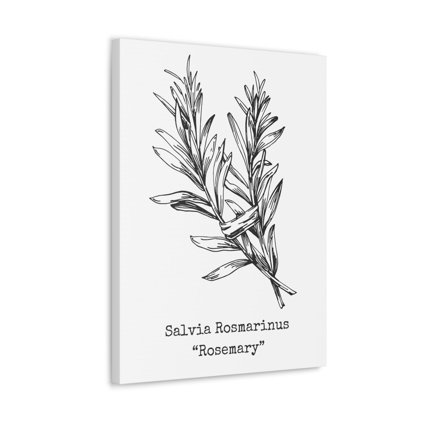 Rosemary Canvas