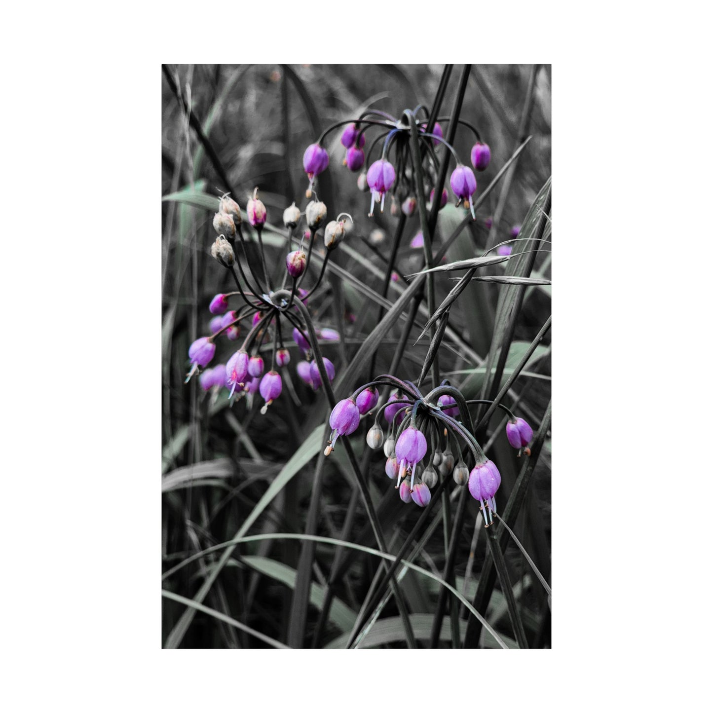 Black White Purple Flowers Art Print (frame not included)