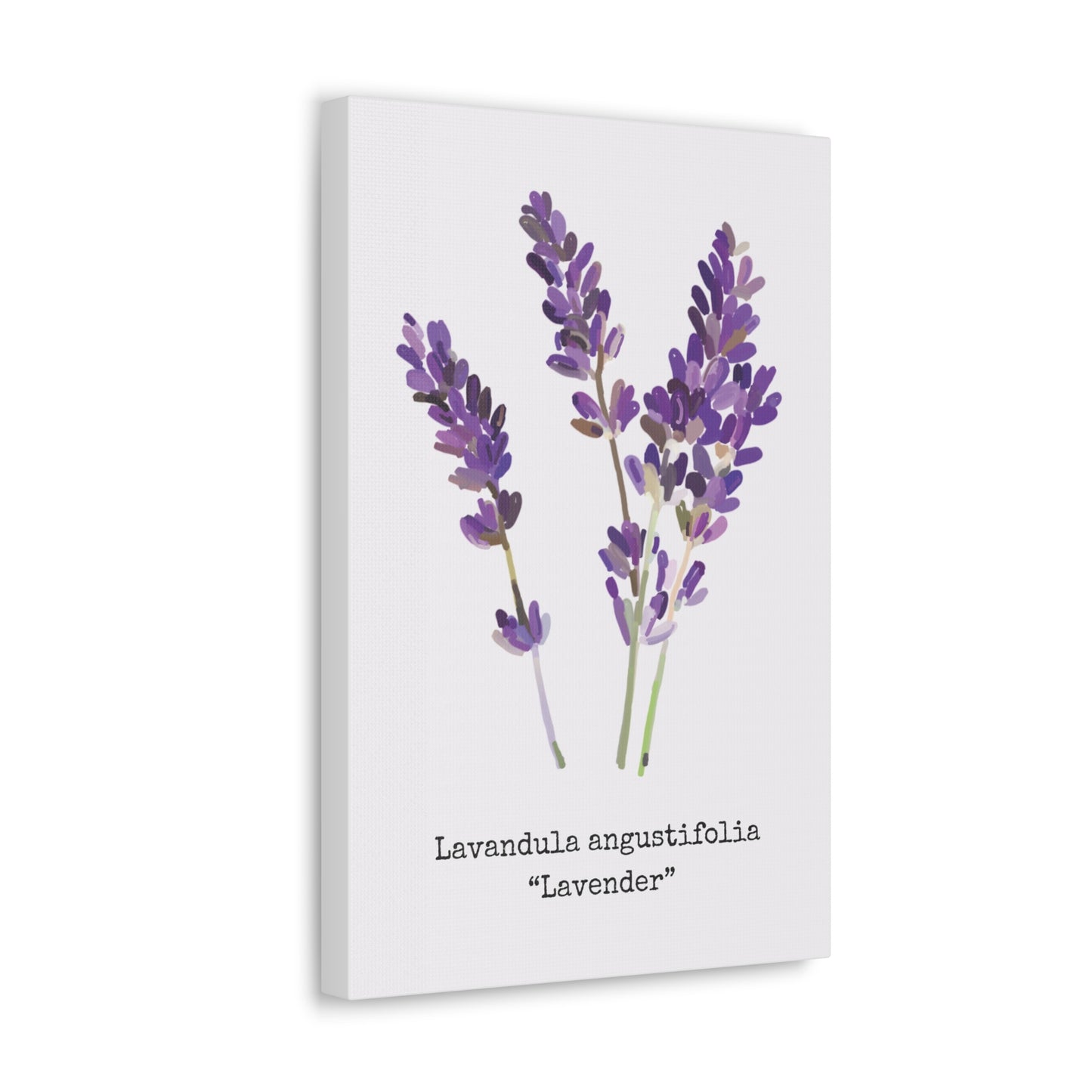 Lavender Canvas