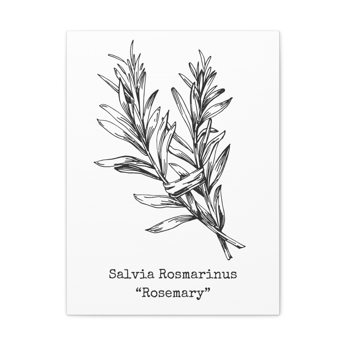 Rosemary Canvas